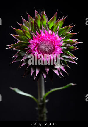 Chardon fleur sur fond noir en studio Banque D'Images