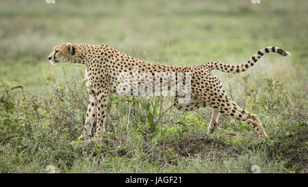 Femme adulte Cheetah s'étendant après une pluie dans le parc national de Serengeti en Tanzanie Banque D'Images