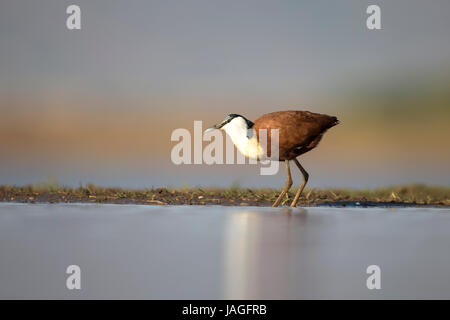 Oiseau Actophilornis africanus Jacana africain sur le bord de l'eau Banque D'Images