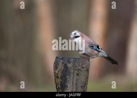 Eurasian Jay bird Garrulus glandarius on tree stump Banque D'Images