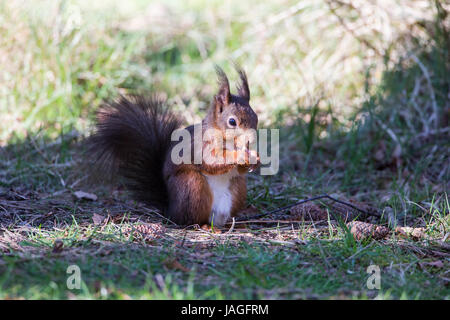 L'Écureuil roux Sciurus vulgaris sur Anglesey Banque D'Images