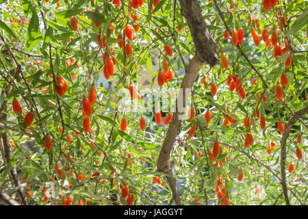 Le Goji Berry tree. La Chine. Banque D'Images