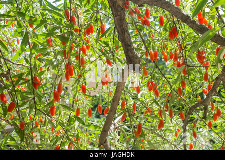 Le Goji Berry tree. La Chine. Banque D'Images