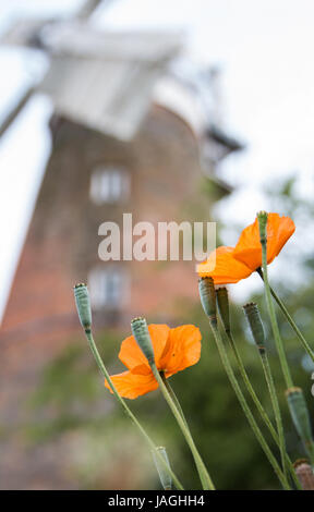 La dernière de l'été avant la floraison de coquelicots Stansted Mountfitchet Windmill Banque D'Images