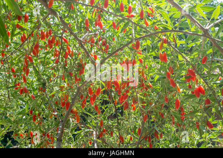 Le Goji Berry tree. La Chine. Banque D'Images