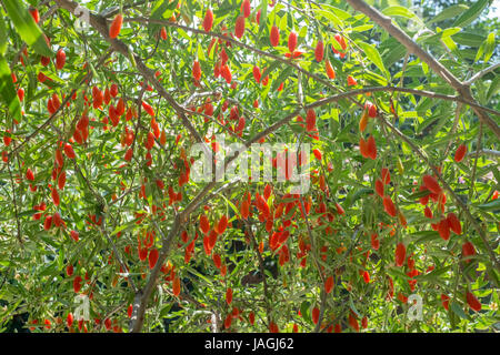 Le Goji Berry tree. La Chine. Banque D'Images