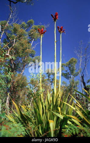 Gymea lilies (doryanthes excelsa), Tomaree National Park, Port Stephens, New South Wales, Australie Banque D'Images