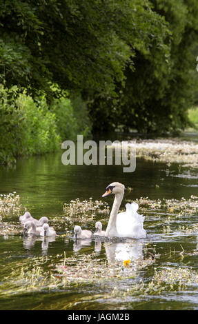 Cygne muet avec Cygnets sur l'Avon Wiltshire à Salisbury, Wiltshire, Angleterre, Royaume-Uni Banque D'Images