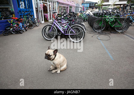 Londres, Royaume-Uni, 6 mai 2017 : bulldog dans région appelée le quai plein de petites boutiques et cafés sur Southbank à Londres avec un service de location de vélos Banque D'Images