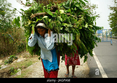Les femmes portent de lourdes charges de bois le long de la route à l'ouest de Phuentsholing, Bengale occidental, Inde Banque D'Images