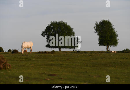 Poney new forest contre les arbres forestiers prises sur un téléobjectif montrant l'horizon Banque D'Images