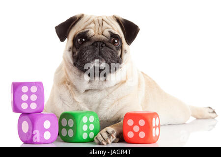 Le PUG dog isolé sur fond blanc Banque D'Images