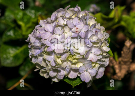 L'Hydrangea macrophylla est une espèce de plantes de la famille Hydrangeaceae. C'est un arbuste à feuilles caduques à grosse tête de rose, violet ou bleu fl Banque D'Images