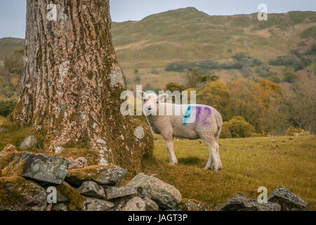 Helvellyn est une montagne dans le Lake District, le point le plus élevé de la gamme Helvellyn. Ses une Wainwright Banque D'Images