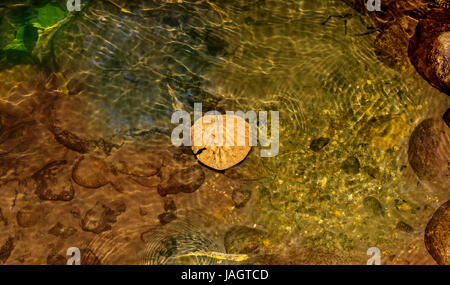 Une feuille flotte sous l'eau avec des cailloux et des roches au fond d'un petit cours d'eau à travers forêt profonde dans Masinagudi. La lumière tombant sur le r Banque D'Images