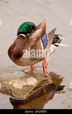 Canard colvert mâle au lissage sur une pierre à Linlithgow Loch Banque D'Images