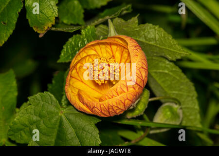 Un beau gros plan de l'Abutilon Pictum (Redvein Abutilon) fleur dans un jardin. Elle est cultivée comme plante ornementale populaire, utilisés dans les jardins dans su Banque D'Images