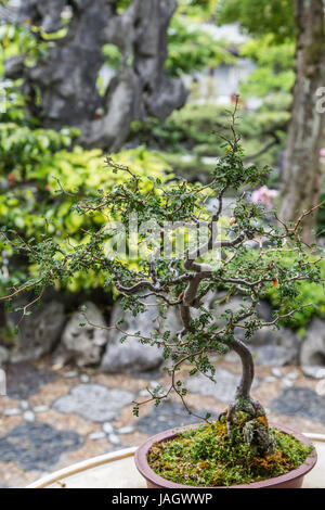 Un magnifiquement taillés de bonsai dans un jardin japonais Banque D'Images