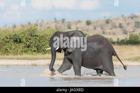 African Elephant bull pataugeant dans l'eau dans la zone de Savuti le Parc National de Chobe au Botswana Banque D'Images