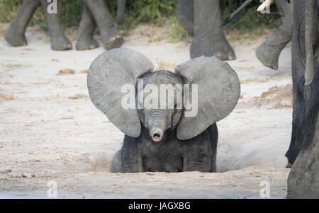 Jeune bébé éléphant africain avec les oreilles et le haut du tronc, Savuti Domaine du Parc National de Chobe au Botswana Banque D'Images