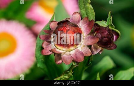 Libre d'un unbloomed Xerochrysum Bracteatum colorés belle fleur, communément connu sous le nom de golden ou éternelle, strawflower leurs fe Banque D'Images