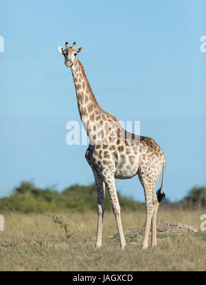 Femme girafe dans le sud de la région de Savuti Parc National de Chobe au Botswana Banque D'Images