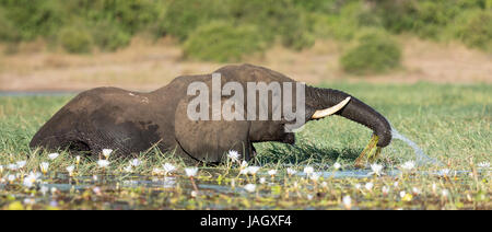 L'éléphant africain sur l'eau d'alimentation Bull lis dans la rivière Chobe, au Botswana Banque D'Images