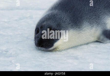 Le joint du bouchon ou capuchon escamotable,Cystophora cristata,les jeunes,Animaux,la couverture de glace de l'Île Magdalena,Canada, Banque D'Images