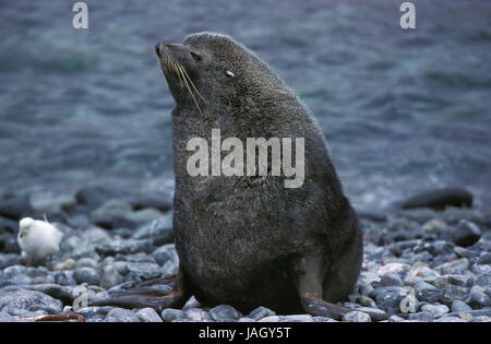 Ours de mer antarctique Arctocephalus gazella,adultes,animal,plage, Antarctique, Banque D'Images