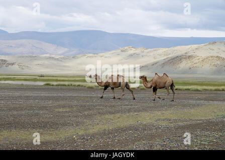 La Mongolie, province de l'ouest extrême,Bayan Olgii province,parc national Tsambagarav,chameaux, Banque D'Images