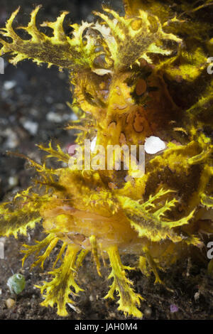 Les algues jaunes-pic gulp,Rhinopias frondosa,Alam Batu,Bali,l'Indonésie, Banque D'Images