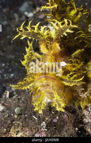 Les algues jaunes-pic gulp,Rhinopias frondosa,Alam Batu,Bali,l'Indonésie, Banque D'Images