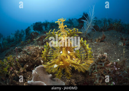 Les algues jaunes-pic gulp,Rhinopias frondosa,Alam Batu,Bali,l'Indonésie, Banque D'Images