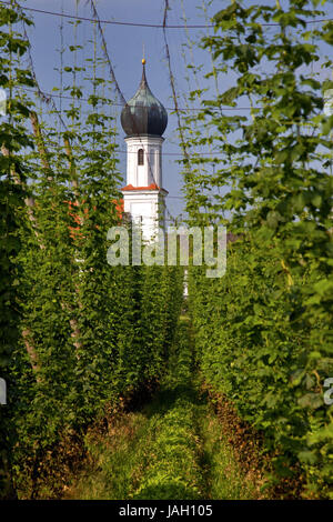 Champ de houblon avant l'église de pèlerinage dans Lohwinden,Pfaffing,Hallertau, Haute-bavière,Bavaria,l'Allemagne du Sud, Allemagne, Banque D'Images