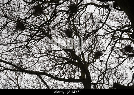 Les nids de corbeaux dans les arbres d'hiver vu du sol Banque D'Images