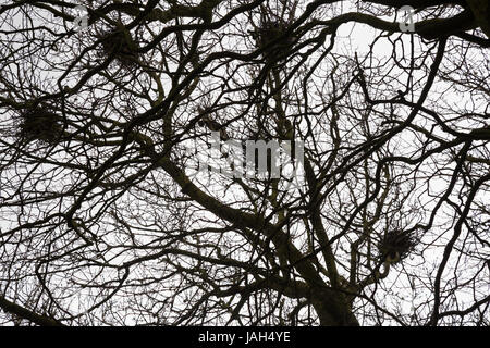 Les nids de corbeaux dans les arbres d'hiver vu du sol Banque D'Images