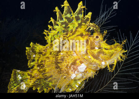 Les algues jaunes-pic gulp,Rhinopias frondosa,Alam Batu,Bali,l'Indonésie, Banque D'Images