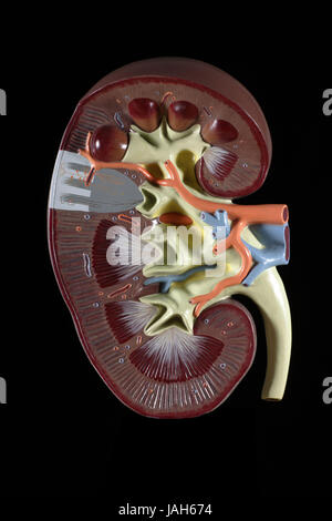 Modèle anatomique d'un rein, Banque D'Images