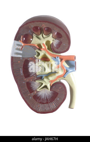 Modèle anatomique d'un rein, Banque D'Images