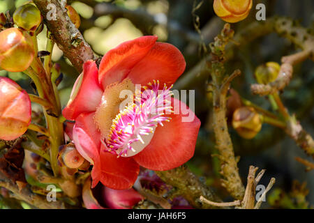 Amazonie arbre fleur rouge exotique largement utilisé dans un projet appelé Cannon Ball Tree ou Abrico de macaco au Brésil parmi les autres noms Banque D'Images