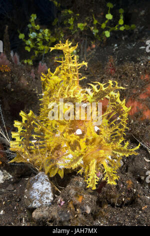 Les algues jaunes-pic gulp,Rhinopias frondosa,Alam Batu,Bali,l'Indonésie, Banque D'Images