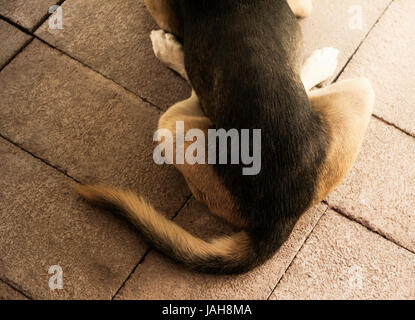 De retour avec queue de chien, chien relaxant et pan sur la masse. Banque D'Images