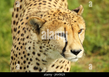 Un portrait d'un guépard en donnant un regard pugilistic. Banque D'Images