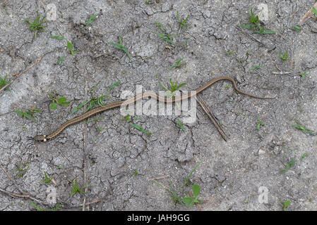 Serpents de serpent d'herbe (Natrix natrix) juvénile glissant Banque D'Images