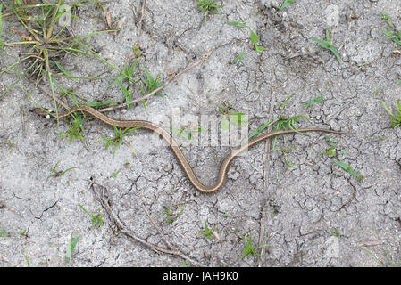 Serpents de serpent d'herbe (Natrix natrix) juvénile glissant Banque D'Images