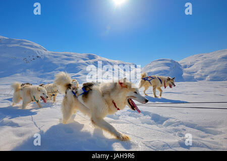 Les chiens de traîneau sur la banquise du Groenland Banque D'Images