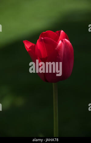 Tulip 'Ile de France' Banque D'Images