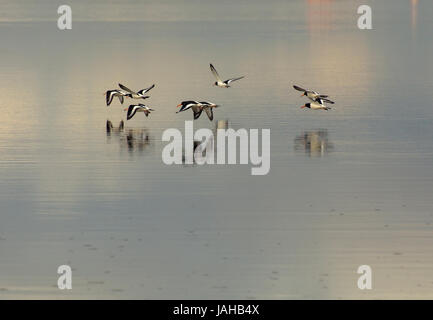 Les Huîtriers eurasien, de l'Huîtrier pie commune / Haematopus ostralegus, volant au-dessus de l'eau encore avec reflet dans la baie de Morecambe, England, UK Banque D'Images