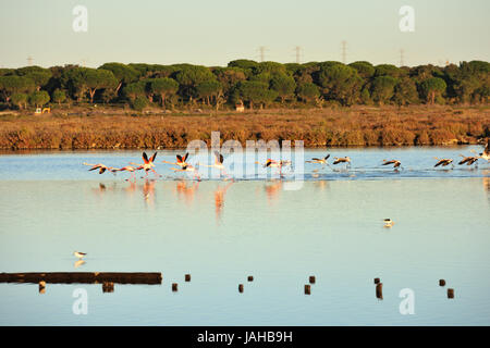 Des flamants roses (Phoenicopterus roseus) dans les marais salants de la Reserva Natural do Estuário do Sado. Bonita, Portugal Banque D'Images