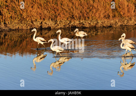 Des flamants roses (Phoenicopterus roseus) dans les marais de la réserve naturelle de l'estuaire du Sado. Portugal Banque D'Images